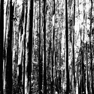 Photographie Collection A Linea #13 | 90x35 cm